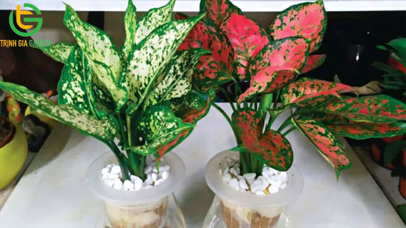 Cây vạn lộc: Ý nghĩa, cách trồng và chăm sóc tại nhà