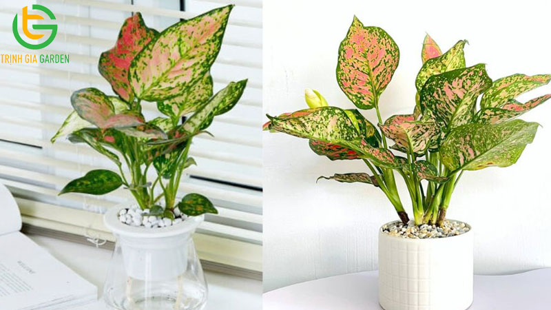 Cây vạn lộc: Ý nghĩa, cách trồng và chăm sóc tại nhà