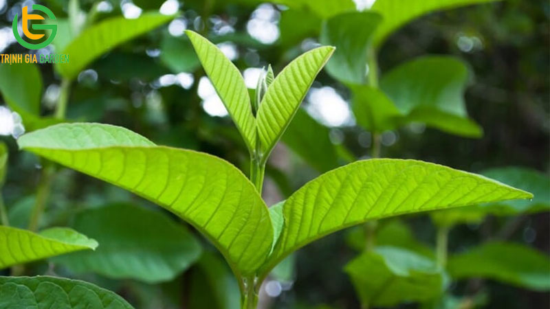 Cây thuốc nam trị tiêu chảy cho bò hiệu quả 8 Cây thuốc nam trị tiêu chảy cho bò hiệu quả