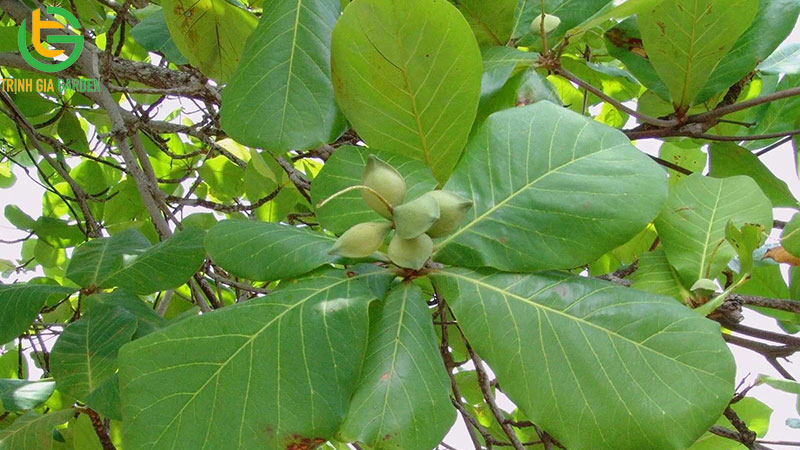 Lá cây trị tiêu chảy cho heo con hiệu quả