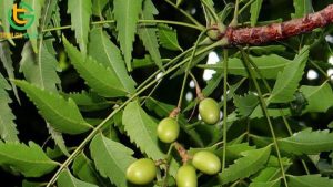 la cay tri tieu chay cho heo con hieu qua 3