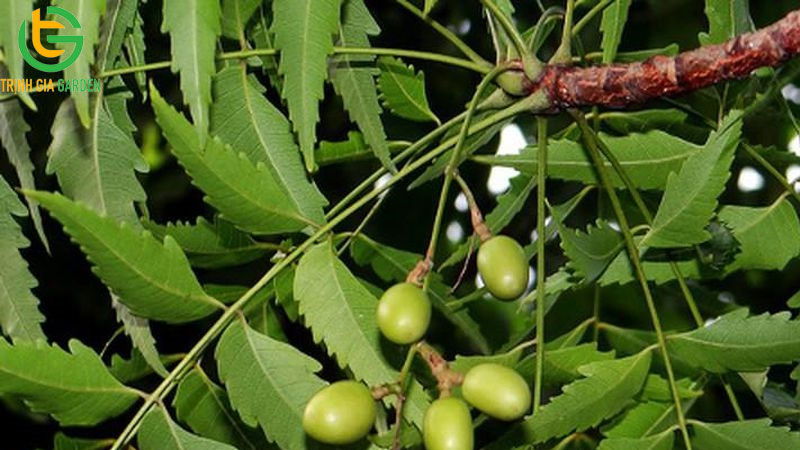 Lá cây trị tiêu chảy cho heo con hiệu quả