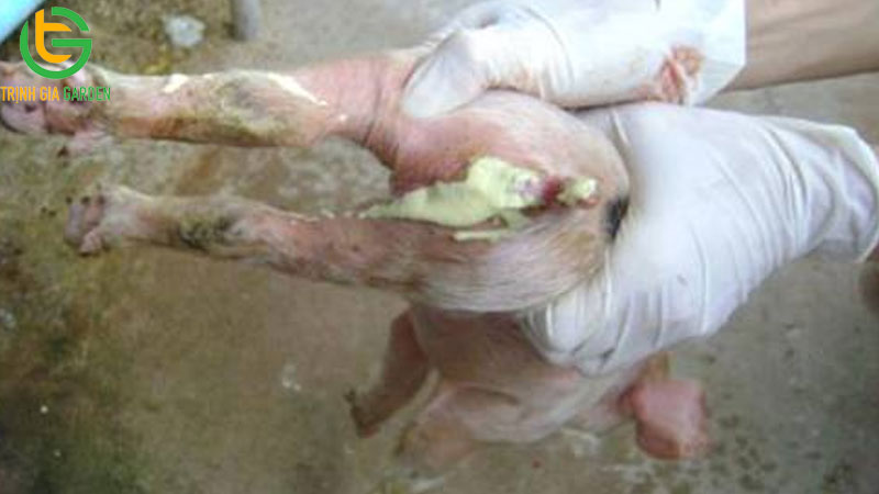 Lá cây trị tiêu chảy cho heo con hiệu quả