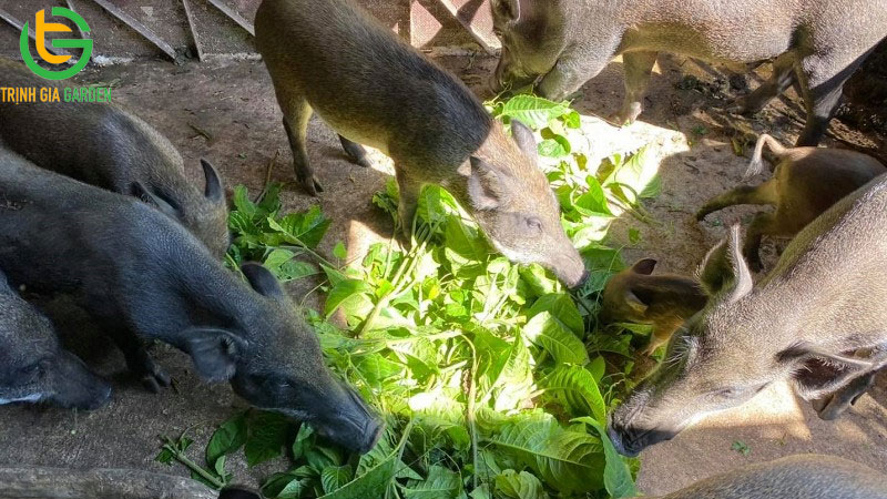 Lợi ích và đặc điểm cây chè khổng lồ cho lợn ăn 5 Lợi ích và đặc điểm cây chè khổng lồ cho lợn ăn