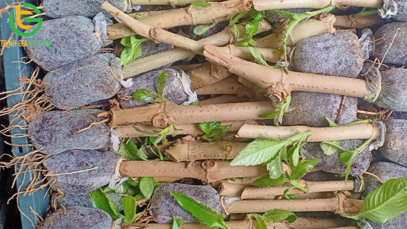 Lợi ích và đặc điểm cây chè khổng lồ cho lợn ăn 6 Lợi ích và đặc điểm cây chè khổng lồ cho lợn ăn