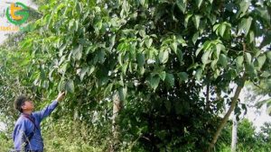 loi ich va dac diem cay che khong lo cho lon an