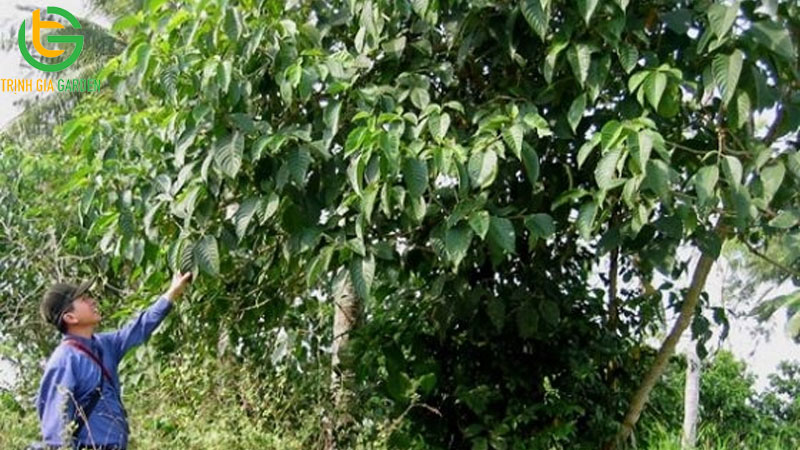 Lợi ích và đặc điểm cây chè khổng lồ cho lợn ăn 15 loi ich va dac diem cay che khong lo cho lon an