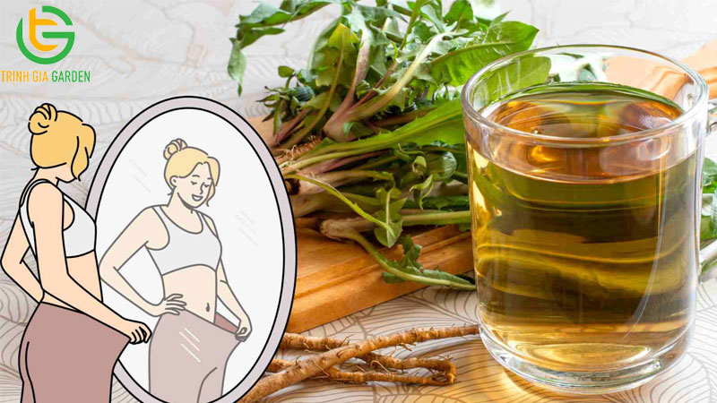 15 tác dụng của cây bồ công anh và cách sử dụng 14 15 tác dụng của cây bồ công anh và cách sử dụng