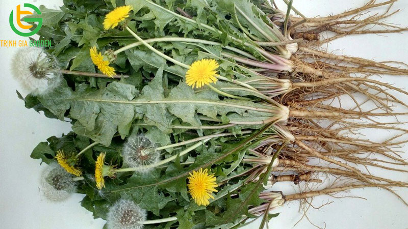 15 tác dụng của cây bồ công anh và cách sử dụng 15 15 tác dụng của cây bồ công anh và cách sử dụng