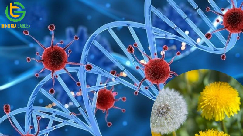 15 tác dụng của cây bồ công anh và cách sử dụng 16 15 tác dụng của cây bồ công anh và cách sử dụng