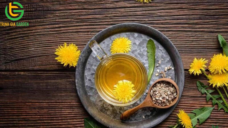 15 tác dụng của cây bồ công anh và cách sử dụng 17 15 tác dụng của cây bồ công anh và cách sử dụng