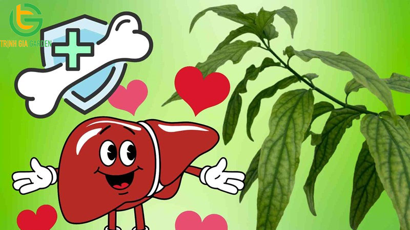 15 tác dụng của cây bồ công anh và cách sử dụng 18 15 tác dụng của cây bồ công anh và cách sử dụng