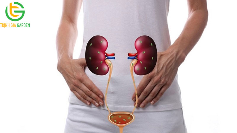 15 tác dụng của cây bồ công anh và cách sử dụng 19 15 tác dụng của cây bồ công anh và cách sử dụng