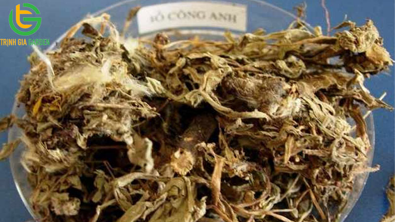 15 tác dụng của cây bồ công anh và cách sử dụng 20 15 tác dụng của cây bồ công anh và cách sử dụng