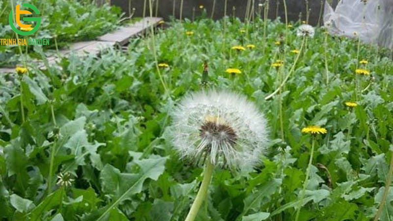 15 tác dụng của cây bồ công anh và cách sử dụng 12 15 tác dụng của cây bồ công anh và cách sử dụng