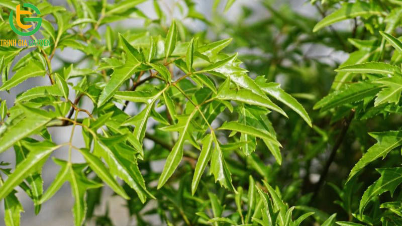 Tác dụng của Lá và Thân cây đinh lăng và lưu ý khi sử dụng 7 Tác dụng của Lá và Thân cây đinh lăng và lưu ý khi sử dụng