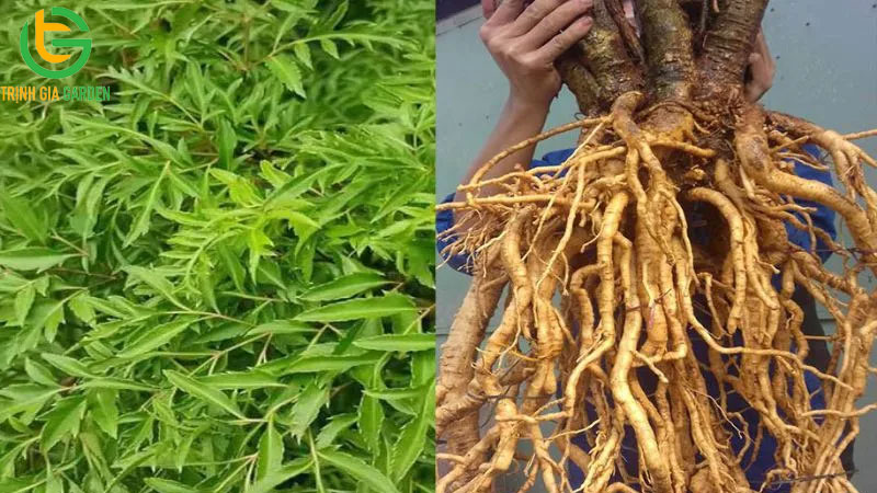 Tác dụng của Lá và Thân cây đinh lăng và lưu ý khi sử dụng 8 Tác dụng của Lá và Thân cây đinh lăng và lưu ý khi sử dụng