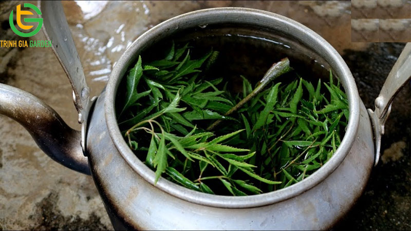 Tác dụng của Lá và Thân cây đinh lăng và lưu ý khi sử dụng 10 Tác dụng của Lá và Thân cây đinh lăng và lưu ý khi sử dụng