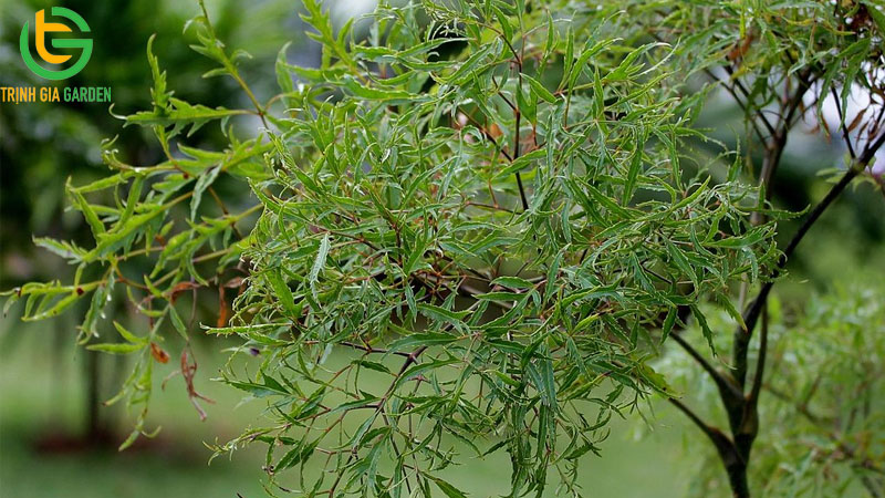 Tác dụng của Lá và Thân cây đinh lăng và lưu ý khi sử dụng 6 Tác dụng của Lá và Thân cây đinh lăng và lưu ý khi sử dụng