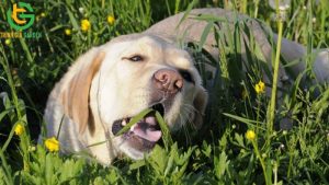 tai sao cho hay an co va la cay 1