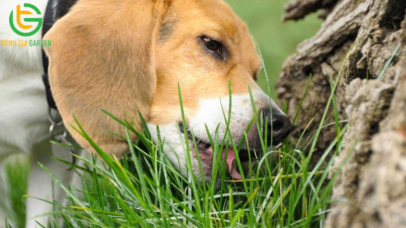 Tại sao chó hay ăn cỏ và lá cây? 8 Tại sao chó hay ăn cỏ và lá cây?