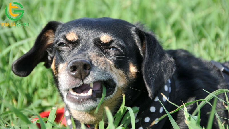 Tại sao chó hay ăn cỏ và lá cây? 9 Tại sao chó hay ăn cỏ và lá cây?