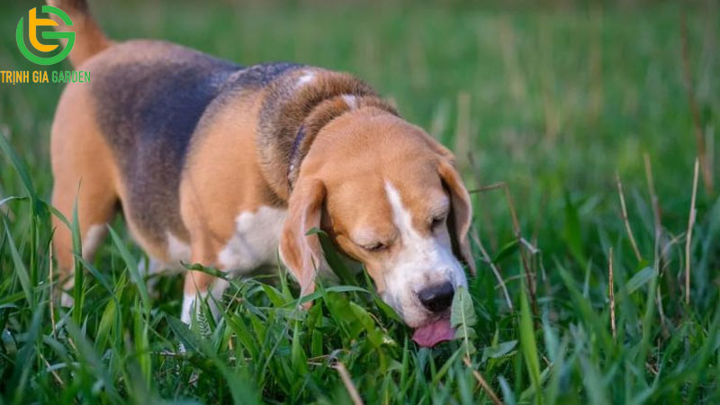 Tại sao chó hay ăn cỏ và lá cây? 6 Tại sao chó hay ăn cỏ và lá cây?