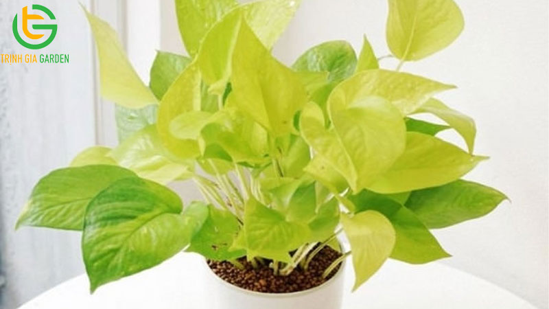 TOP 11 loại cây trầu bà phổ biến được trồng nhiều nhất hiện nay