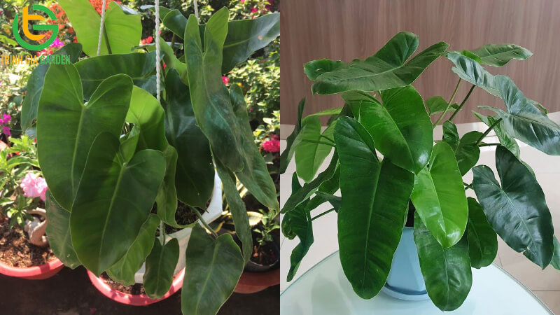 TOP 11 loại cây trầu bà phổ biến được trồng nhiều nhất hiện nay