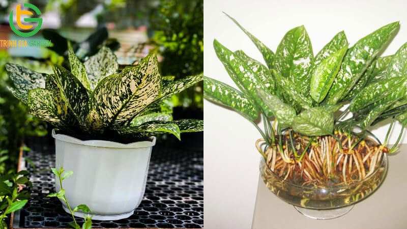 TOP 11 loại cây trầu bà phổ biến được trồng nhiều nhất hiện nay