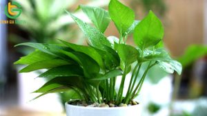 top 11 loai cay trau ba pho bien