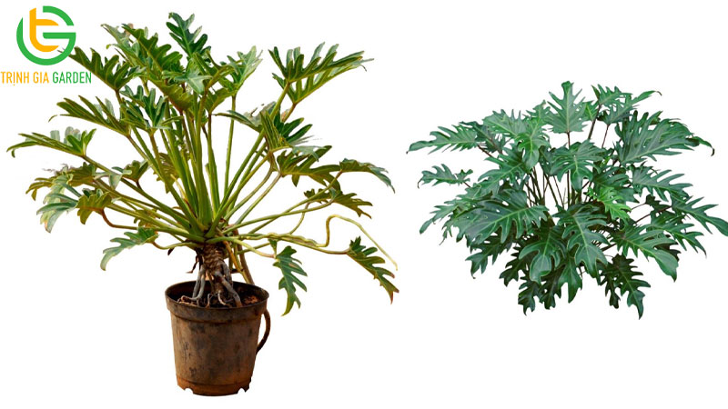 TOP 11 loại cây trầu bà phổ biến được trồng nhiều nhất hiện nay