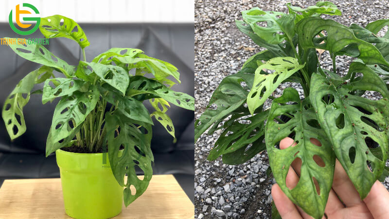 TOP 11 loại cây trầu bà phổ biến được trồng nhiều nhất hiện nay