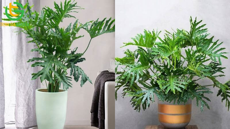 TOP 11 loại cây trầu bà phổ biến được trồng nhiều nhất hiện nay