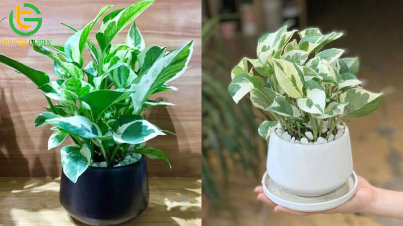 TOP 11 loại cây trầu bà phổ biến được trồng nhiều nhất hiện nay