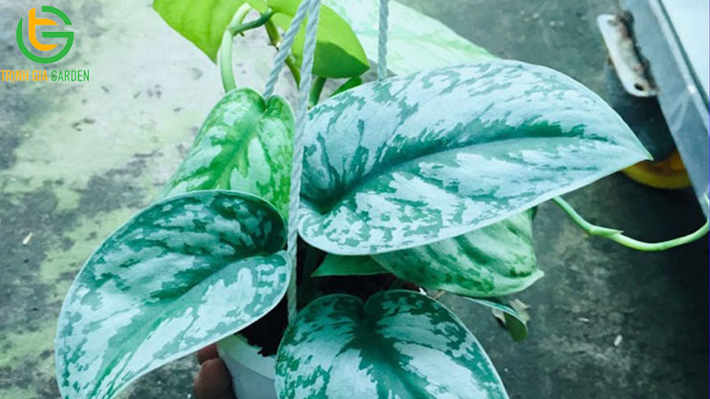 TOP 11 loại cây trầu bà phổ biến được trồng nhiều nhất hiện nay