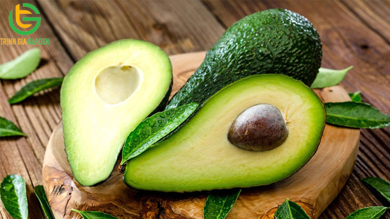 TOP những loại trái cây chó không nên ăn 9 TOP những loại trái cây chó không nên ăn