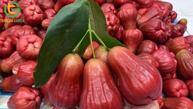 TOP những loại trái cây chó không nên ăn 11 TOP những loại trái cây chó không nên ăn