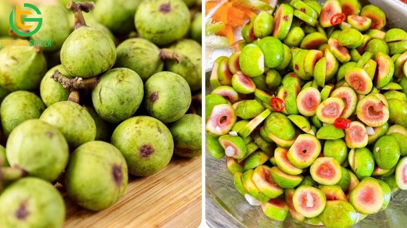 TOP những loại trái cây chó không nên ăn 13 TOP những loại trái cây chó không nên ăn