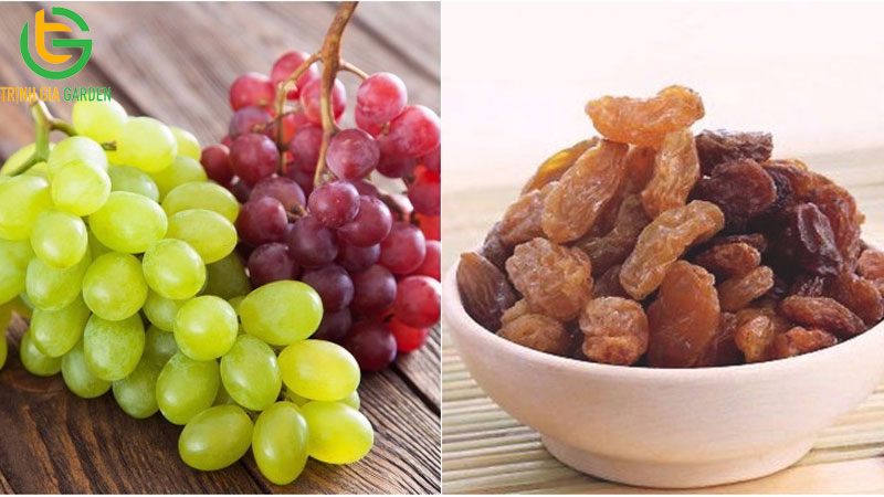 TOP những loại trái cây chó không nên ăn 8 TOP những loại trái cây chó không nên ăn