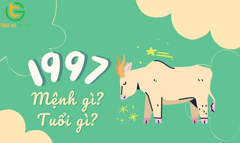 Tuổi 1997 hợp cây gì để bàn làm việc may mắn và tài lộc? 7 Tuổi 1997 hợp cây gì để bàn làm việc may mắn và tài lộc?