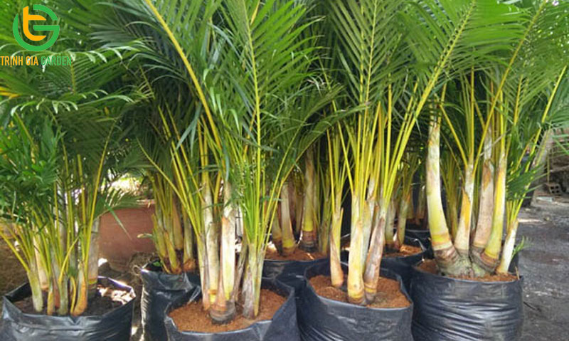 Tuổi 1997 hợp cây gì để bàn làm việc may mắn và tài lộc? 9 Tuổi 1997 hợp cây gì để bàn làm việc may mắn và tài lộc?