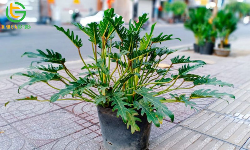 Tuổi 1997 hợp cây gì để bàn làm việc may mắn và tài lộc? 10 Tuổi 1997 hợp cây gì để bàn làm việc may mắn và tài lộc?