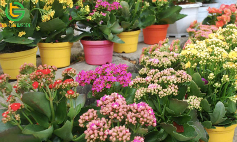 Tuổi Tân Mùi 1991 hợp cây gì để bàn làm việc hợp phong thuỷ 10 Tuổi Tân Mùi 1991 hợp cây gì để bàn làm việc hợp phong thuỷ