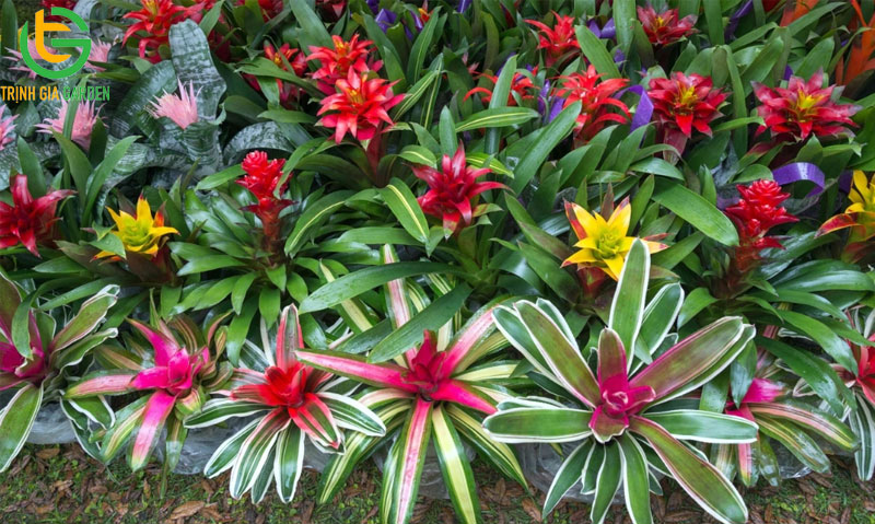 Tuổi Tân Mùi 1991 hợp cây gì để bàn làm việc hợp phong thuỷ 11 Tuổi Tân Mùi 1991 hợp cây gì để bàn làm việc hợp phong thuỷ