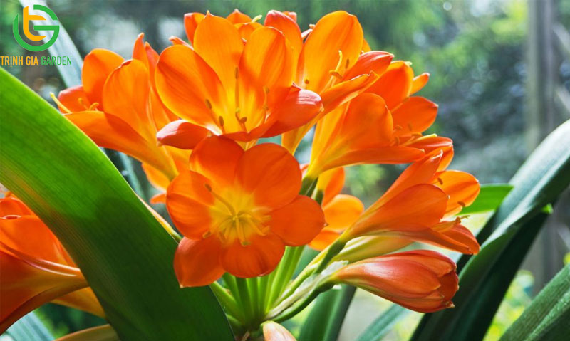 Tuổi Tân Mùi 1991 hợp cây gì để bàn làm việc hợp phong thuỷ 12 Tuổi Tân Mùi 1991 hợp cây gì để bàn làm việc hợp phong thuỷ