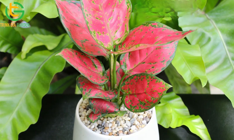 Tuổi Tân Mùi 1991 hợp cây gì để bàn làm việc hợp phong thuỷ 13 Tuổi Tân Mùi 1991 hợp cây gì để bàn làm việc hợp phong thuỷ