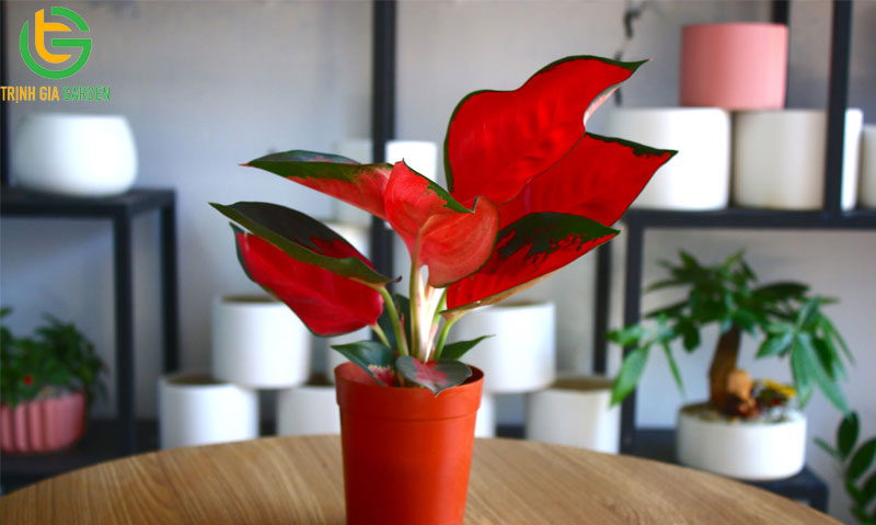 Tuổi Tân Mùi 1991 hợp cây gì để bàn làm việc hợp phong thuỷ 14 Tuổi Tân Mùi 1991 hợp cây gì để bàn làm việc hợp phong thuỷ