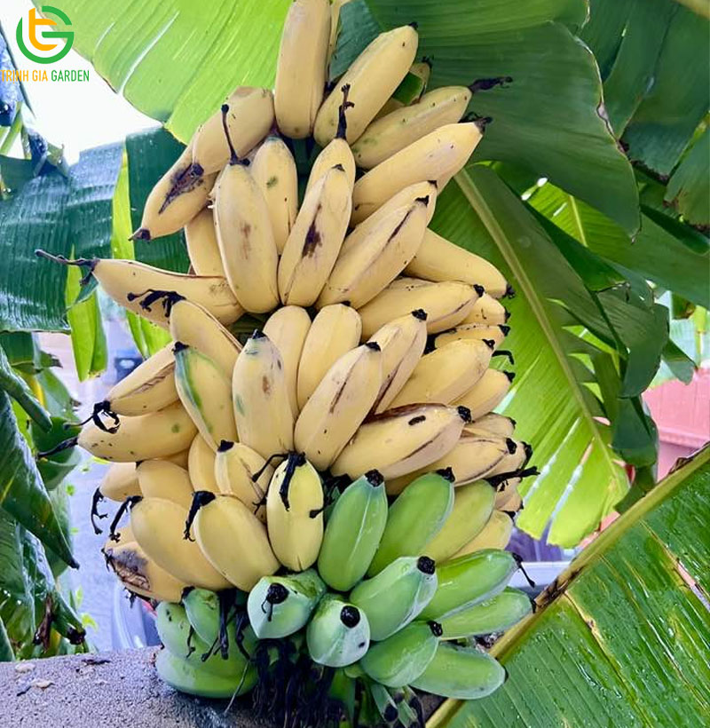 101 hình ảnh chuối tây: giống chuối phổ biến tại Việt Nam 8 101 hình ảnh chuối tây: giống chuối phổ biến tại Việt Nam