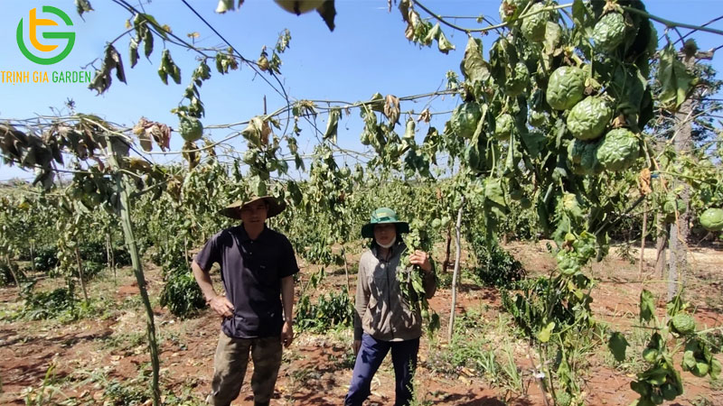 Hiện tượng chanh dây héo và bệnh vàng lá trên cây chanh dây 8 Hiện tượng chanh dây héo và bệnh vàng lá trên cây chanh dây